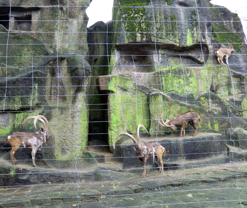 Sibirischer Steinbock im Wuppertaler Zoo im Februar 2012