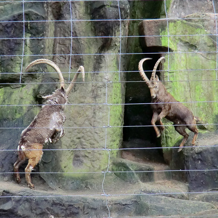 Sibirischer Steinbock im Wuppertaler Zoo im Februar 2012