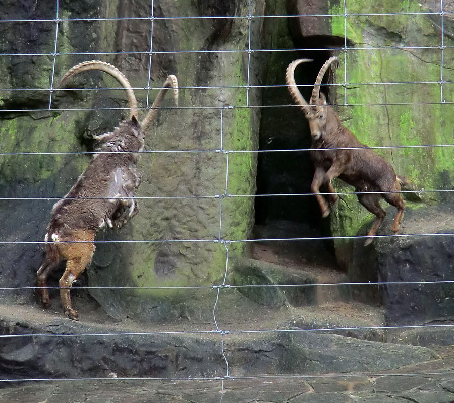 Sibirischer Steinbock im Zoo Wuppertal im Februar 2012