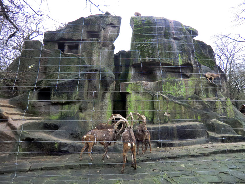 Sibirischer Steinbock im Zoo Wuppertal im Februar 2012