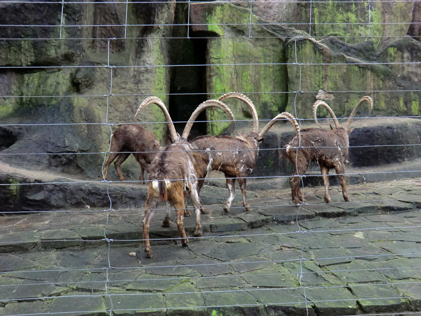 Sibirischer Steinbock im Zoologischen Garten Wuppertal im Februar 2012