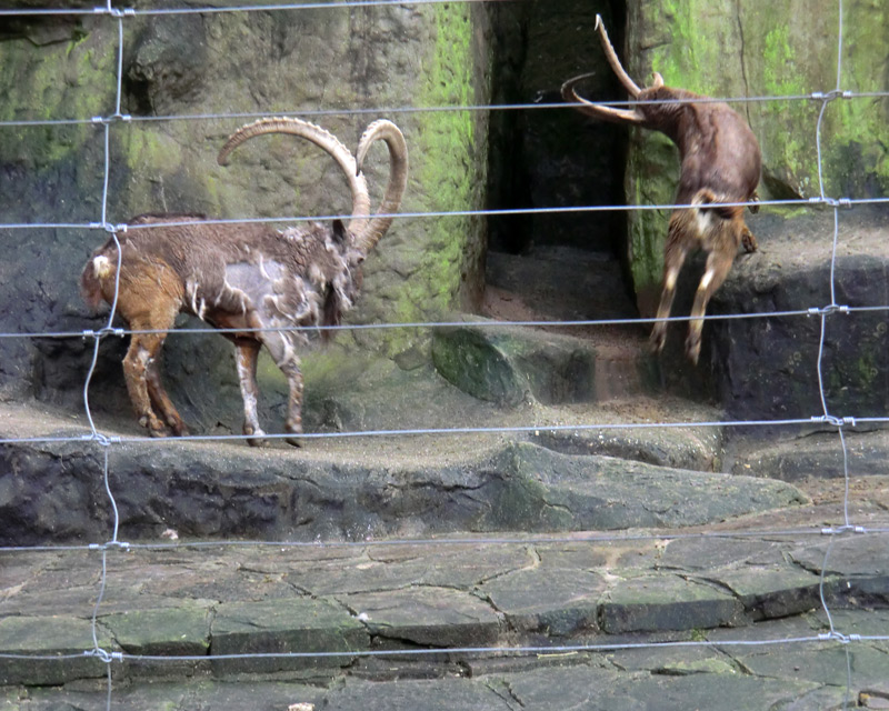 Sibirischer Steinbock im Zoo Wuppertal im Februar 2012