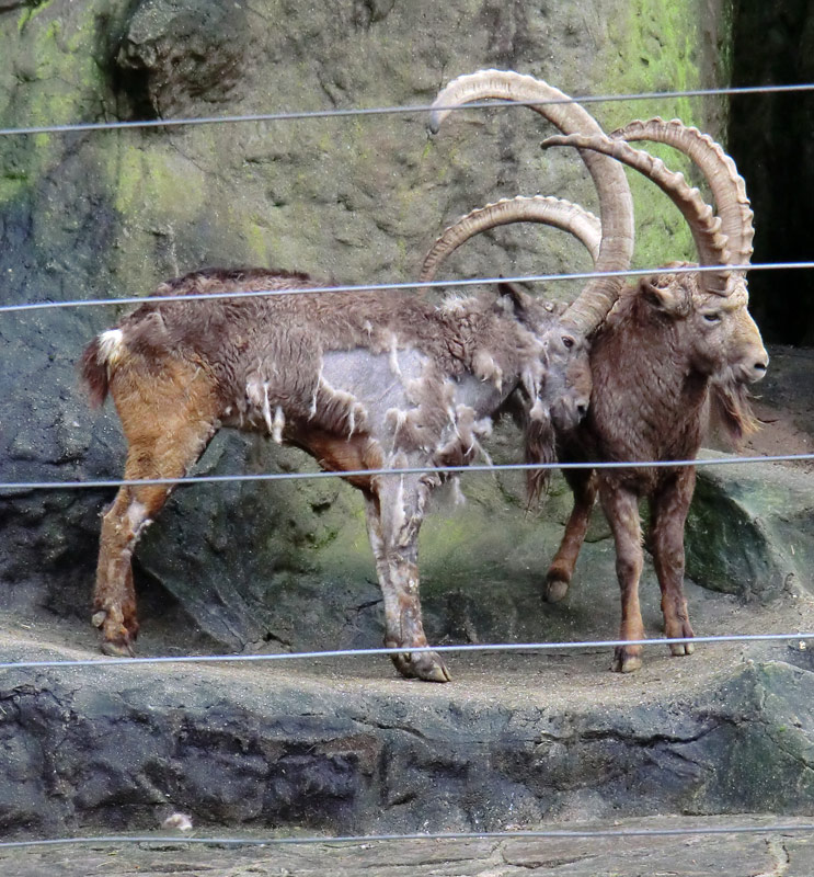 Sibirischer Steinbock im Wuppertaler Zoo im Februar 2012