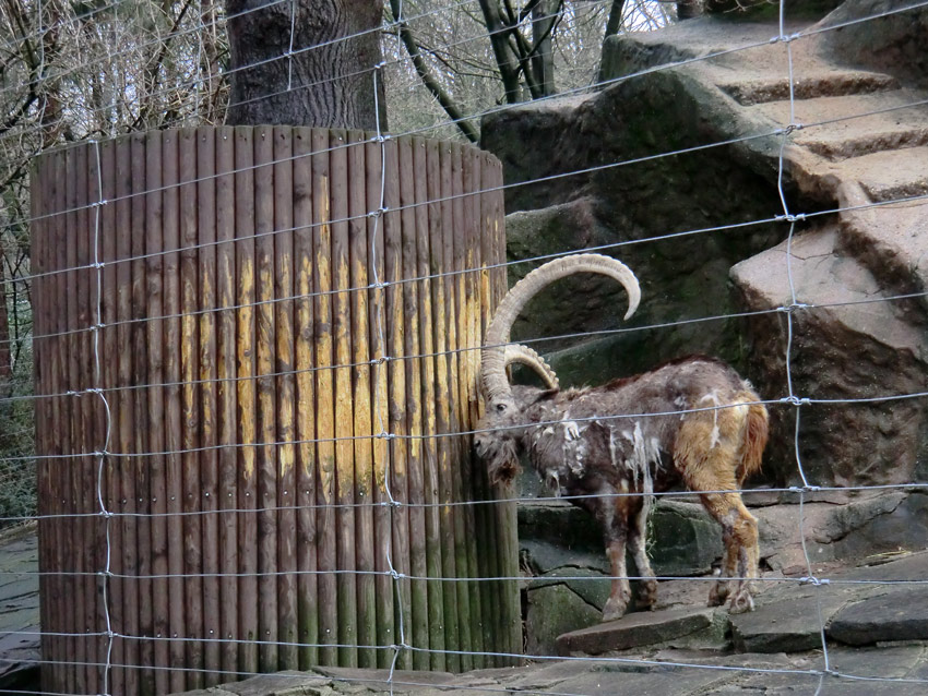 Sibirischer Steinbock im Zoo Wuppertal im Februar 2012