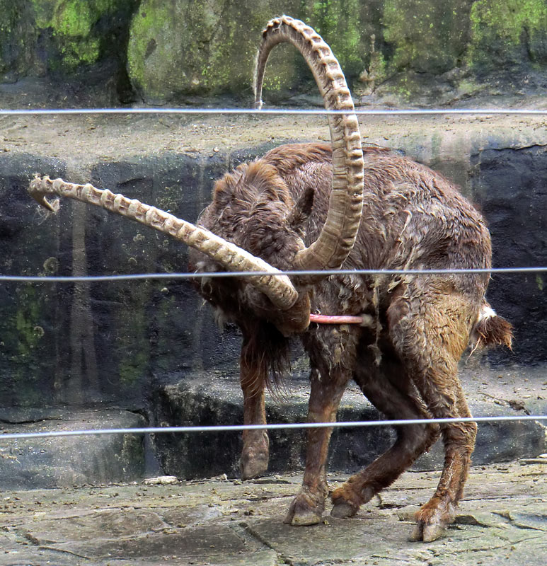 Sibirischer Steinbock im Wuppertaler Zoo im Februar 2012