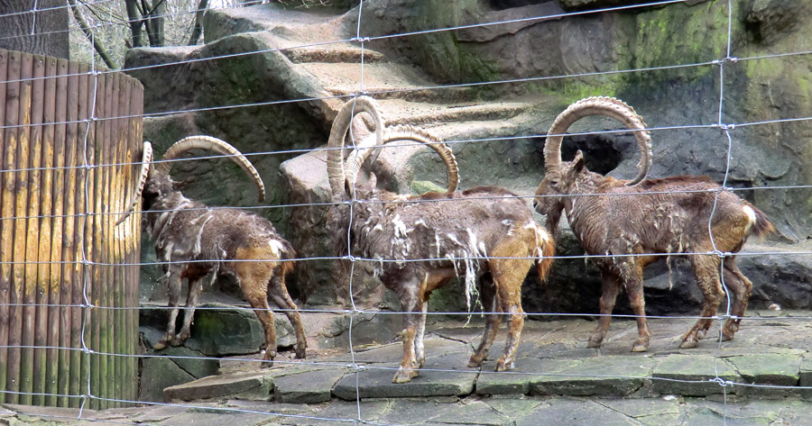 Sibirischer Steinbock im Zoologischen Garten Wuppertal im Februar 2012