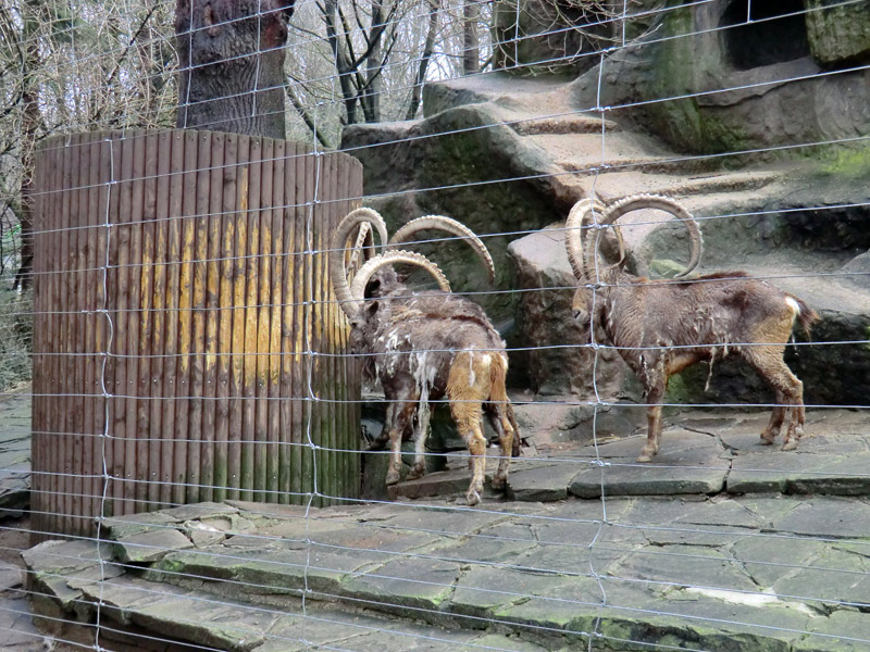 Sibirischer Steinbock im Wuppertaler Zoo im Februar 2012