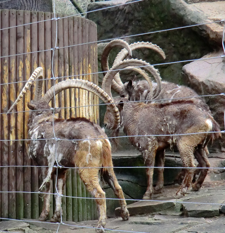 Sibirischer Steinbock im Zoo Wuppertal im Februar 2012