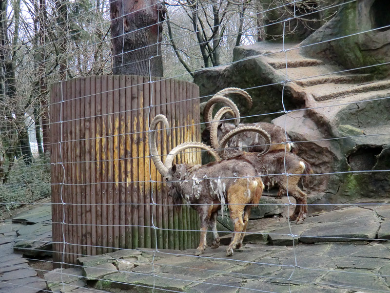 Sibirischer Steinbock im Zoologischen Garten Wuppertal im Februar 2012