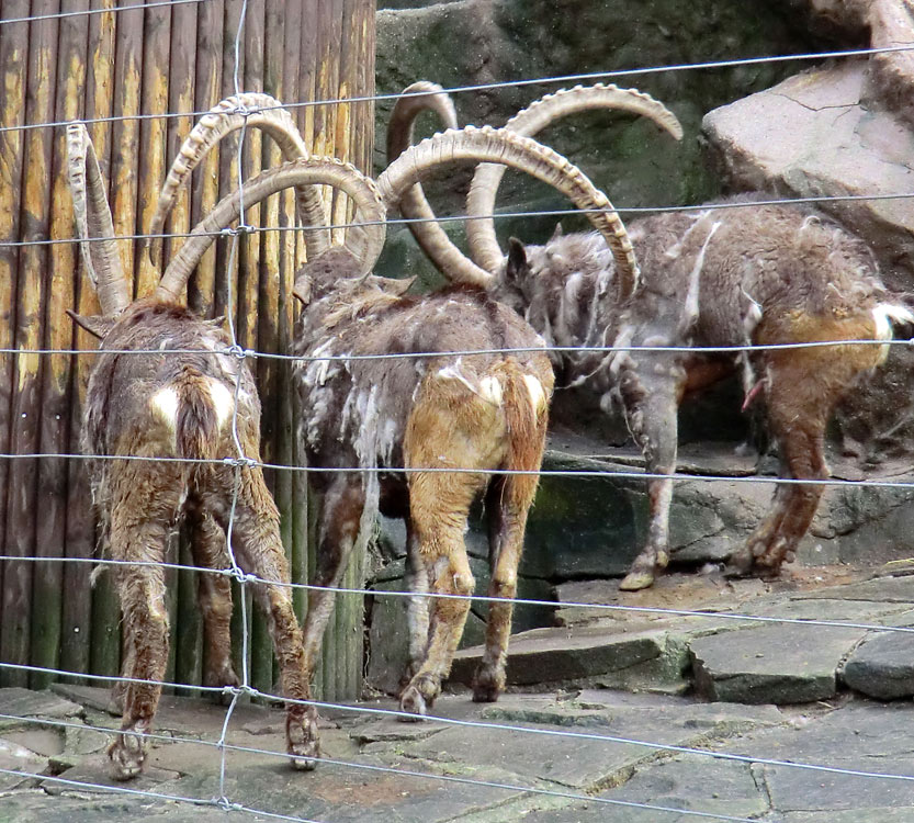 Sibirischer Steinbock im Wuppertaler Zoo im Februar 2012