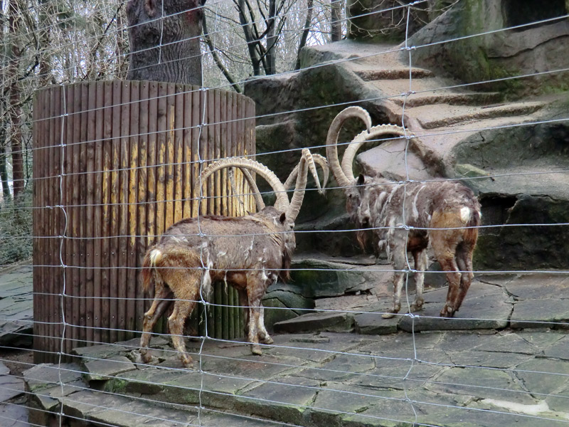 Sibirischer Steinbock im Wuppertaler Zoo im Februar 2012