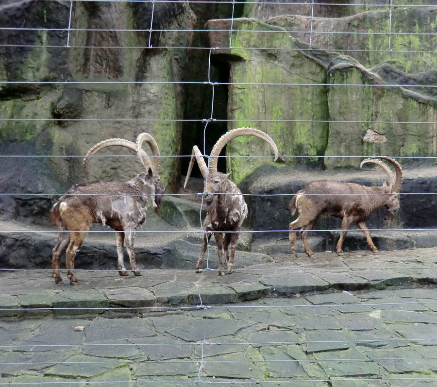 Sibirischer Steinbock im Zoo Wuppertal im Februar 2012