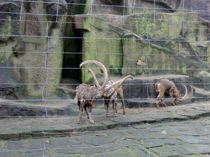 Sibirischer Steinbock im Zoologischen Garten Wuppertal im Februar 2012