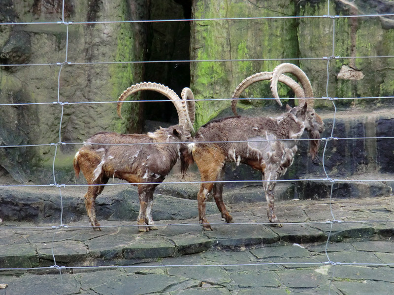 Sibirischer Steinbock im Zoo Wuppertal im Februar 2012