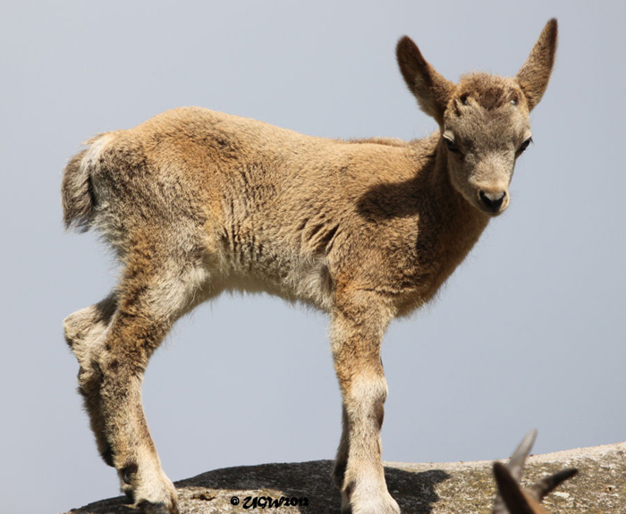 Sibirischer Steinbock im Wuppertaler Zoo im Juni 2012 (Foto UGW)