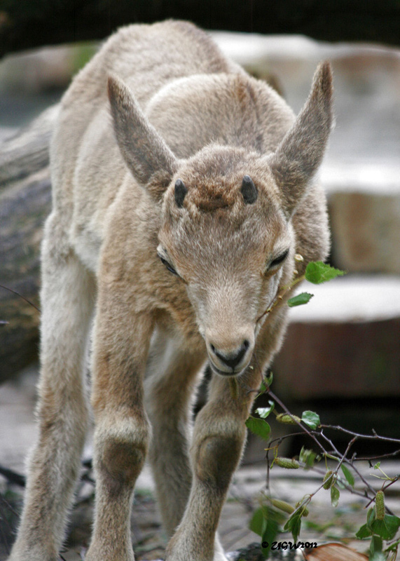 Junger Sibirischer Steinbock im Zoo Wuppertal im Juni 2012 (Foto UGW)