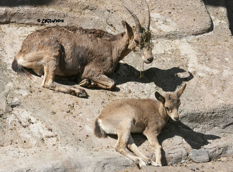 Sibirischer Steinbock mit Jungtier im Zoo Wuppertal im Juli 2012 (Foto UGW)