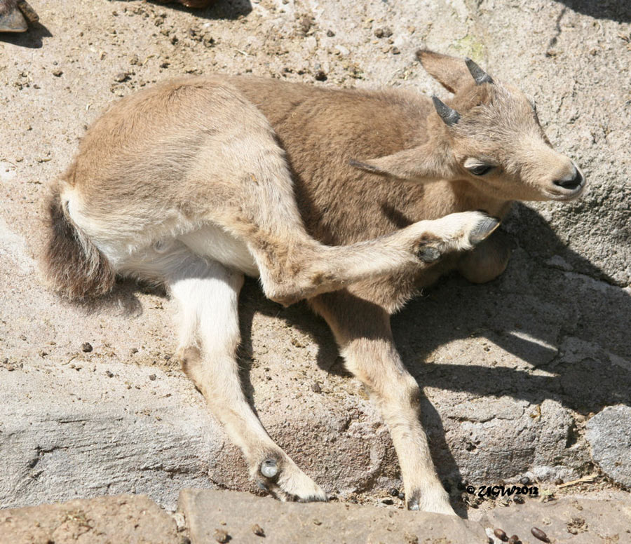 Sibirischer Steinbock Jungtier im Zoologischen Garten Wuppertal im Juli 2012 (Foto UGW)