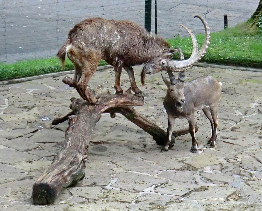 Sibirische Steinböcke im Zoo Wuppertal im April 2014