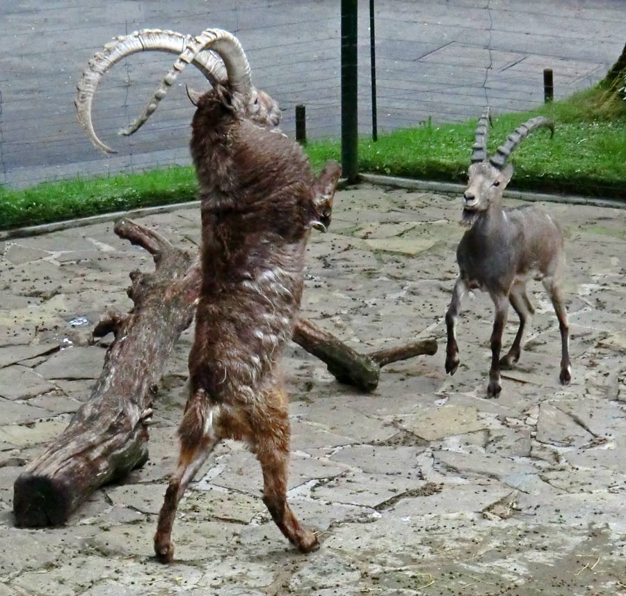 Sibirische Steinböcke im Wuppertaler Zoo im April 2014