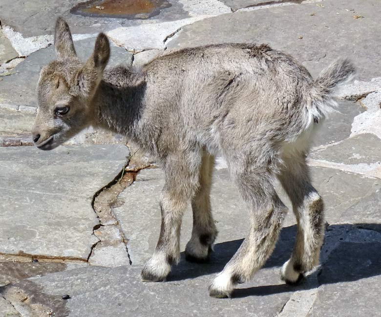 Steinbock Jungtier am 5. Mai 2016 im Grünen Zoo Wuppertal