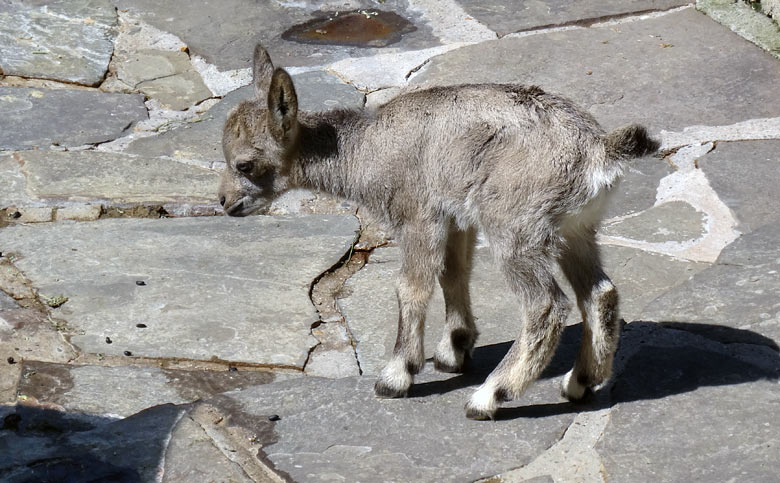 Steinbock Jungtier am 5. Mai 2016 im Zoologischen Garten der Stadt Wuppertal