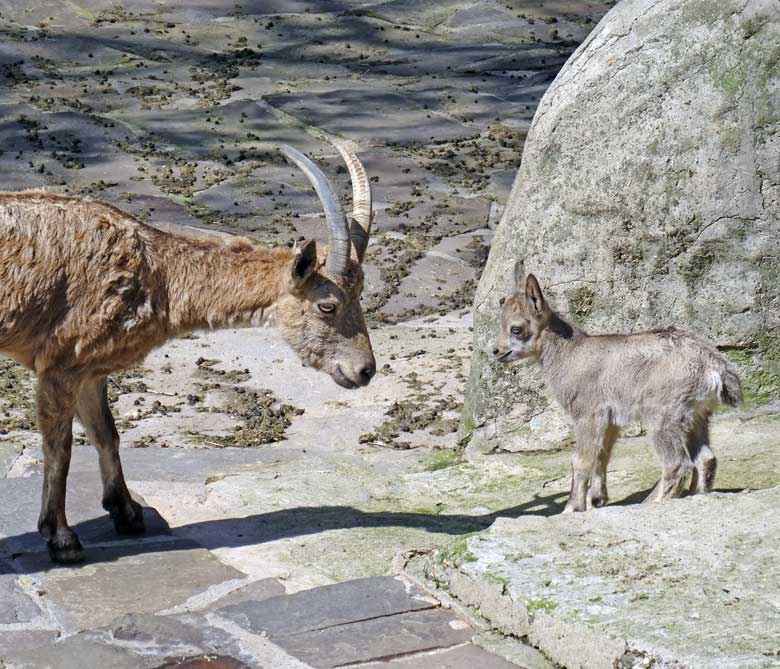 Steinbock Jungtier am 5. Mai 2016 im Wuppertaler Zoo