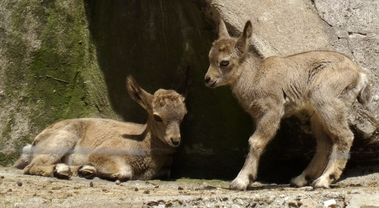 Die beiden am 24. April 2016 und am 19. Mai 2016 geborenen Jungtiere bei den Sibirischen Steinböcken am 28. Mai 2016 im Grünen Zoo Wuppertal