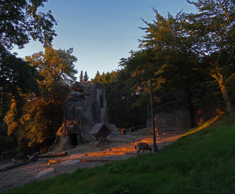 Steinbockfelsen am 9. September 2016 im sommerliche Abendlicht im Zoo Wuppertal