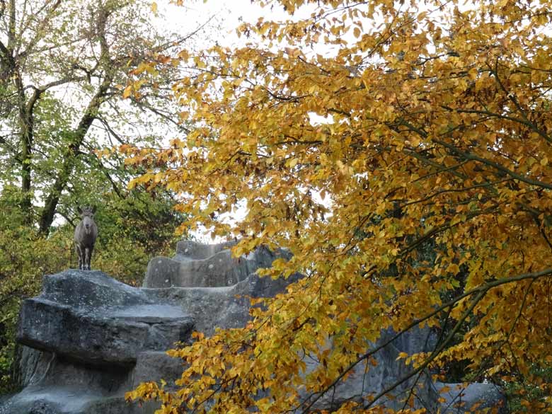 Sibirischer Steinbock am 29. Oktober 2016 auf dem Steinbock-Felsen im Grünen Zoo Wuppertal