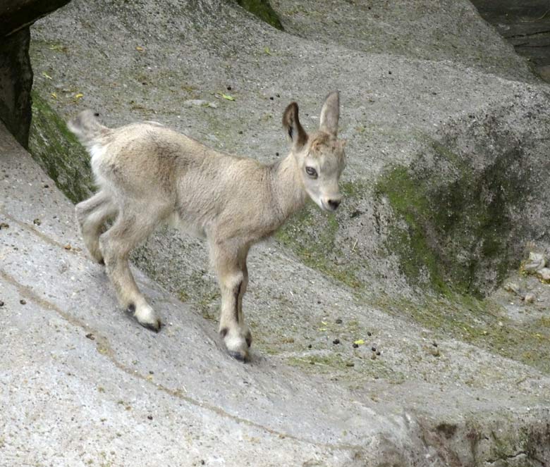 Sibirischer Steinbock Jungtier am 24. Mai 2017 im Zoologischen Garten der Stadt Wuppertal