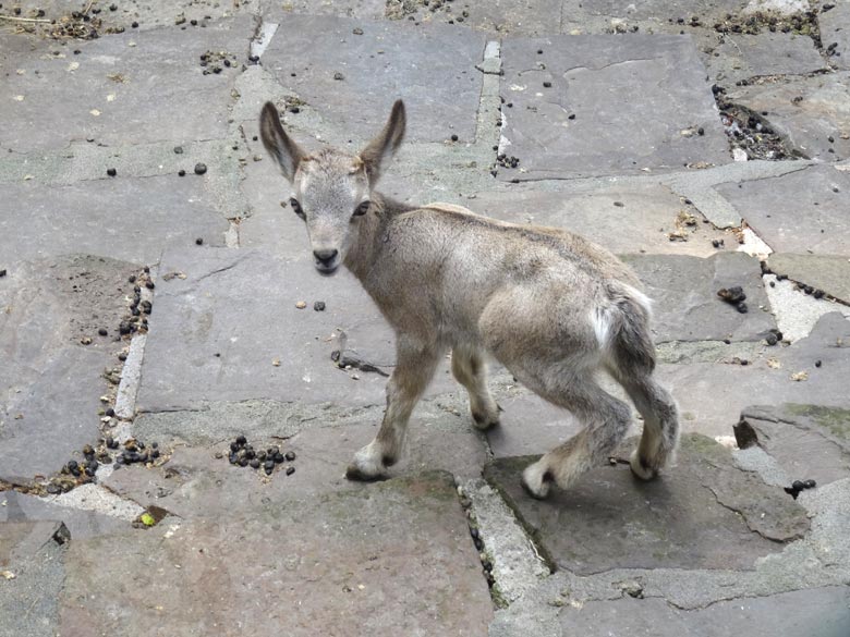 Sibirischer Steinbock Jungtier am 24. Mai 2017 im Grünen Zoo Wuppertal