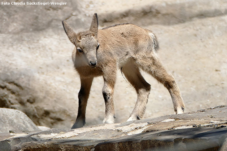 Sibirischer Steinbock Jungtier am 27. Mai 2017 auf dem Steinbock-Felsen im Grünen Zoo Wuppertal (Foto Claudia Böckstiegel-Wengler)