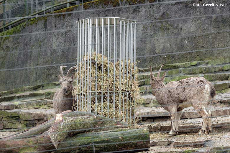 Sibirische Steinböcke an der stählernen Heu-Raufe am 9. Januar 2018 im Grünen Zoo Wuppertal (Foto Gerrit Nitsch)