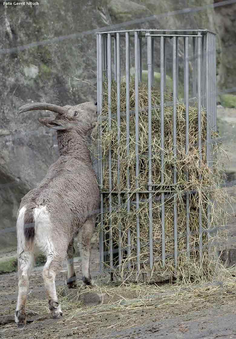 Sibirischer Steinbock an der stählernen Heu-Raufe am 9. Januar 2018 im Wuppertaler Zoo (Foto Gerrit Nitsch)