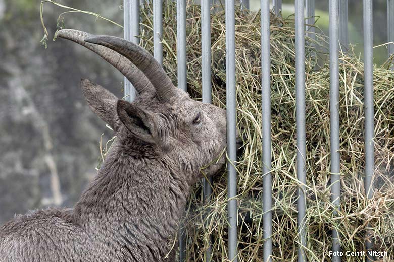 Sibirischer Steinbock an der stählernen Heu-Raufe am 9. Januar 2018 im Zoologischen Garten der Stadt Wuppertal (Foto Gerrit Nitsch)