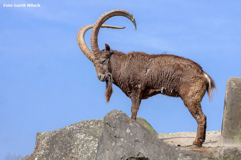 Sibirischer Steinbock am 24. März 2018 auf dem Steinbockfelsen im Wuppertaler Zoo (Foto Gerrit Nitsch)