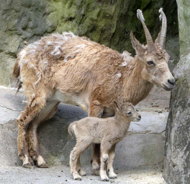 Sibirischer Steinbock mit Jungtier am Tag seiner Geburt, dem 11. Mai 2018, im Grünen Zoo Wuppertal