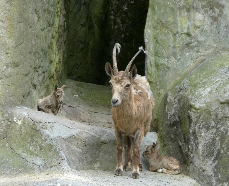 Sibirischer Steinbock mit zwei Jungtieren am Tag ihrer Geburt, dem 11. Mai 2018, im Zoo Wuppertal