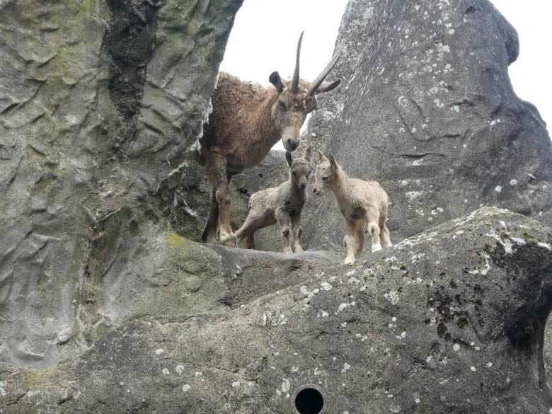 Sibirischer Steinbock mit zwei Jungtieren am 13. Mai 2018 auf dem Steinbockfelsen im Grünen Zoo Wuppertal