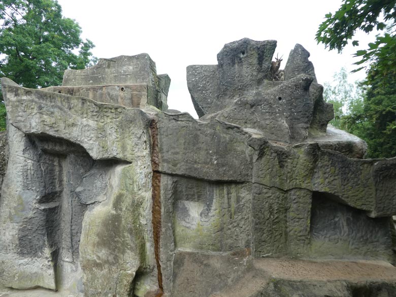 Sibirischer Steinbock mit zwei Jungtieren am 13. Mai 2018 auf dem Steinbockfelsen im Wuppertaler Zoo