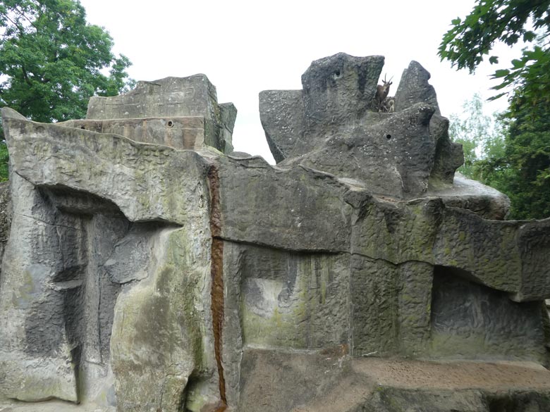 Sibirischer Steinbock mit zwei Jungtieren am 13. Mai 2018 auf dem Steinbockfelsen im Wuppertaler Zoo