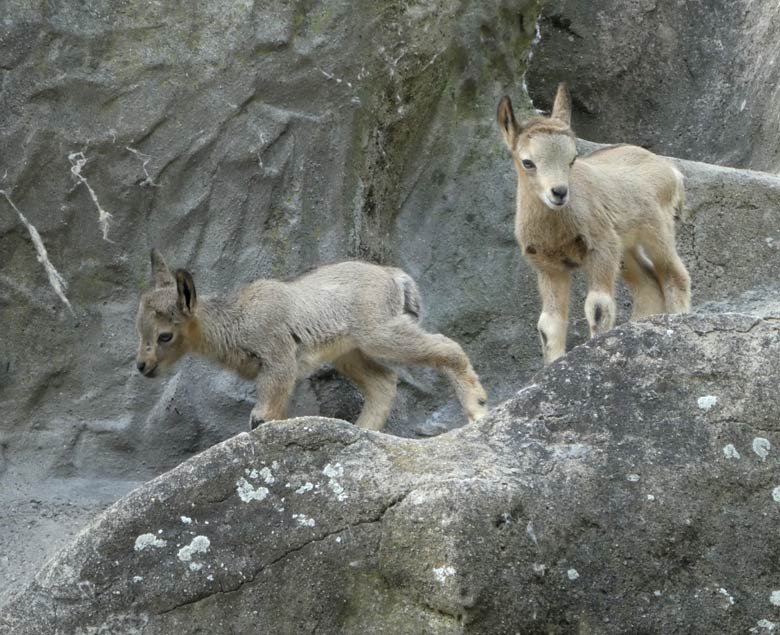 Zwei Sibirische Steinböckchen am 15. Mai 2018 auf dem Steinbockfelsen im Grünen Zoo Wuppertal