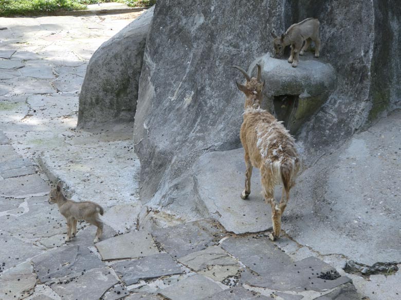 Sibirischer Steinbock mit zwei Jungtieren am 15. Mai 2018 auf dem Steinbockfelsen im Zoo Wuppertal