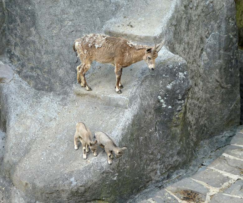 Sibirischer Steinbock mit zwei Jungtieren am 15. Mai 2018 auf dem Steinbockfelsen im Wuppertaler Zoo