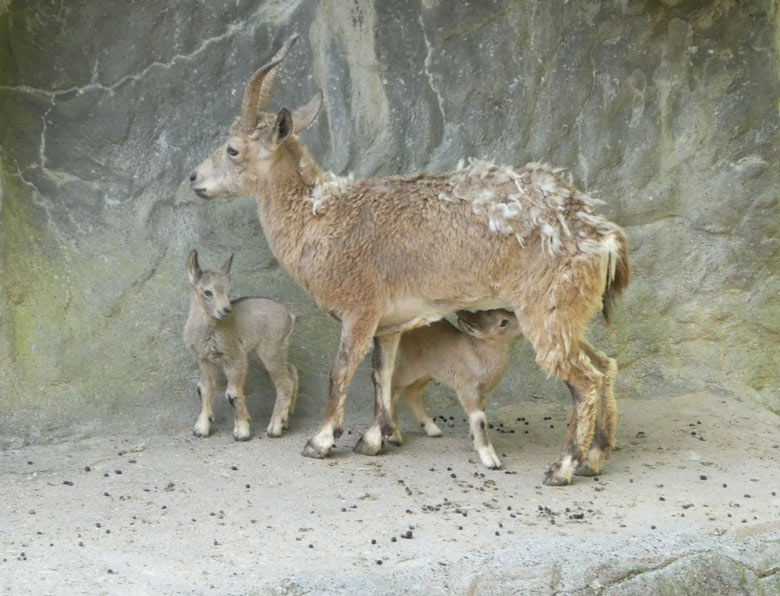 Sibirischer Steinbock mit zwei Jungtieren am 15. Mai 2018 auf dem Steinbockfelsen im Zoologischen Garten der Stadt Wuppertal