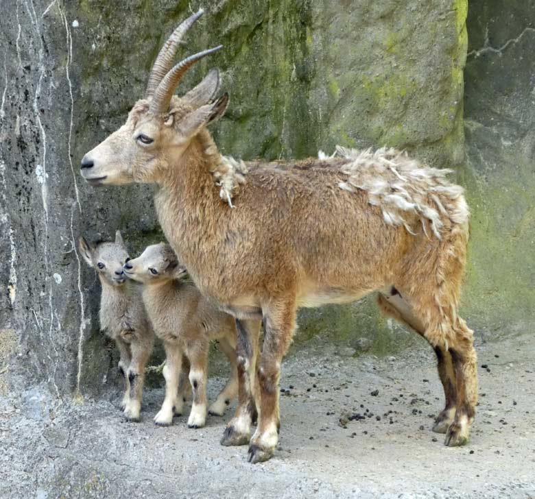 Sibirischer Steinbock mit zwei Jungtieren am 15. Mai 2018 auf dem Steinbockfelsen im Zoo Wuppertal