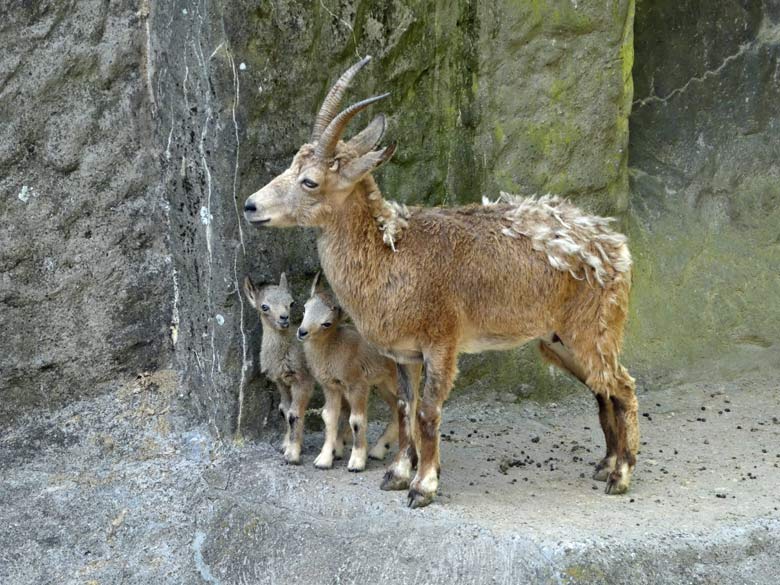 Sibirischer Steinbock mit zwei Jungtieren am 15. Mai 2018 auf dem Steinbockfelsen im Wuppertaler Zoo