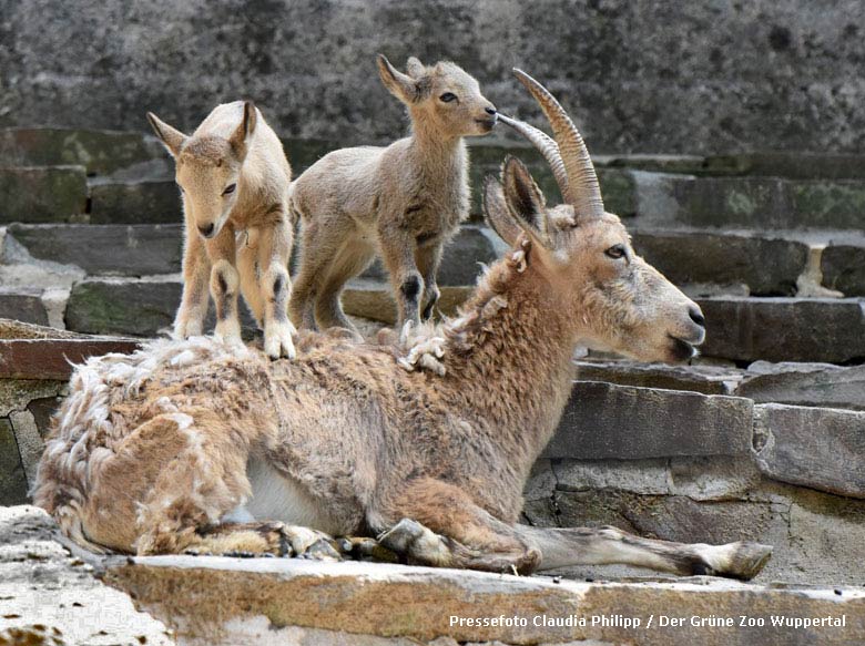 Sibirischer-Steinbock mit Jungtier-Zwillingen am 18. Mai 2018 am Steinbockfelsen im Grünen Zoo Wuppertal (Pressefoto Claudia Philipp - Der Grüne Zoo Wuppertal)