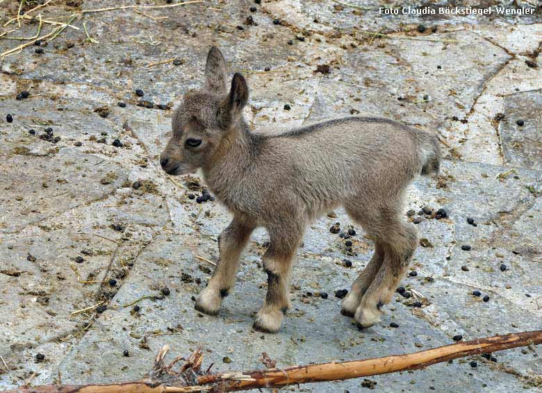 Junger Sibirischer Steinbock am 19. Mai 2018 am Steinbockfelsen im Grünen Zoo Wuppertal (Foto Claudia Böckstiegel-Wengler)